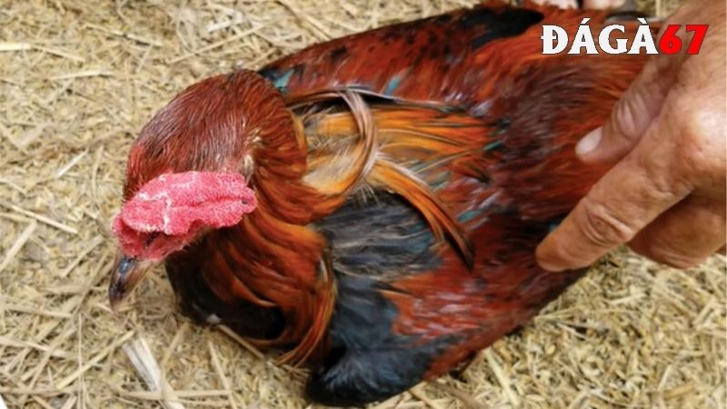 Bệnh ORT ở gà là gì?