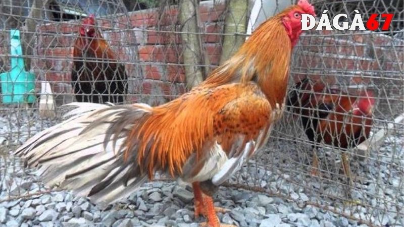 Kinh nghiệm nuôi gà Cao Lãnh