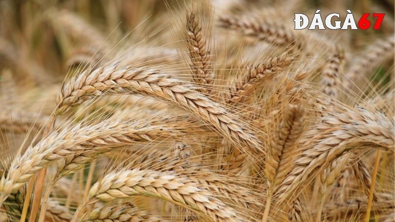 Lúa mì là một loại ngũ cốc cho gà đá 