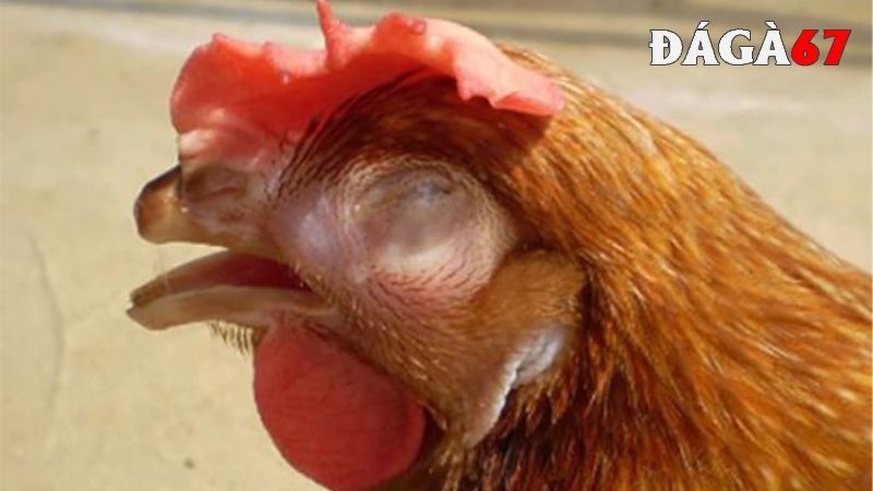 Nguyên nhân gây nên bệnh nấm họng ở gà chọi