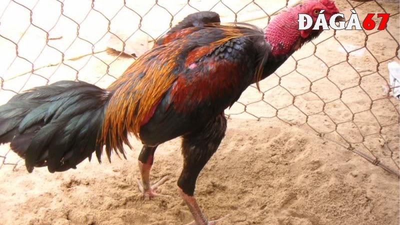 Vì sao gà chọi bị yếu chân?