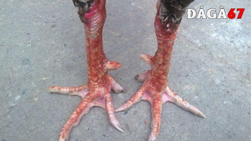 Xem vảy gà Cao Lãnh theo kết cấu